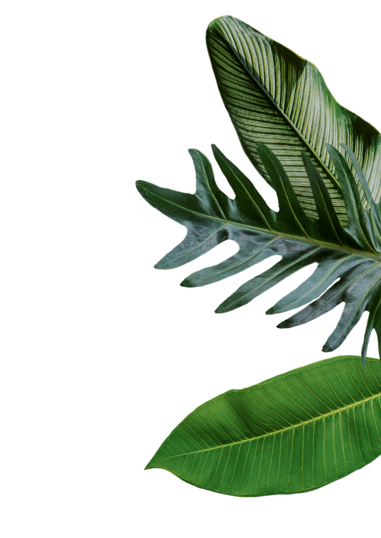Reyuve Naturkosmetik Blätter